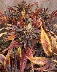 La chaise longue recidive!! [Mimosa evo] [LED180W] [scrog]