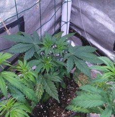 BubbleGum 1 Fem 2 C+.jpg