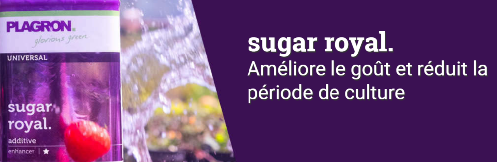 1525707644_sugarroyal.thumb.png.89ca42c92f2a891b1d1c83ce06efb9df.png