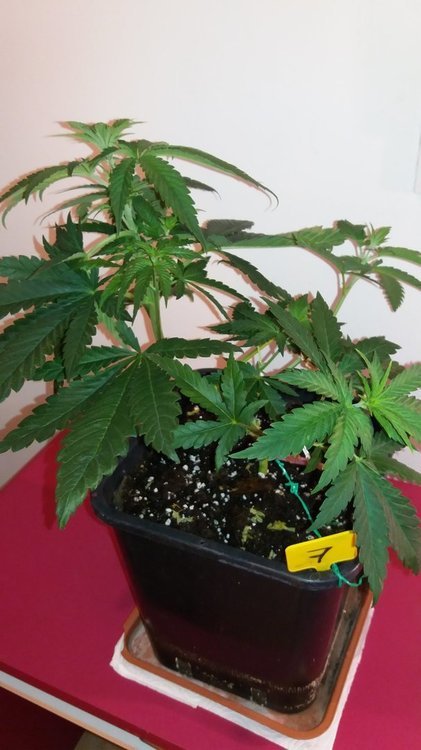 20220105_214831.thumb.jpg.c6d9ca3117a809f5c3a9a7effbe37d8e.jpg