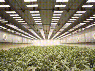 4545.gif.d6ac374899a6ace3c047dfaa563d2ce0.gif
