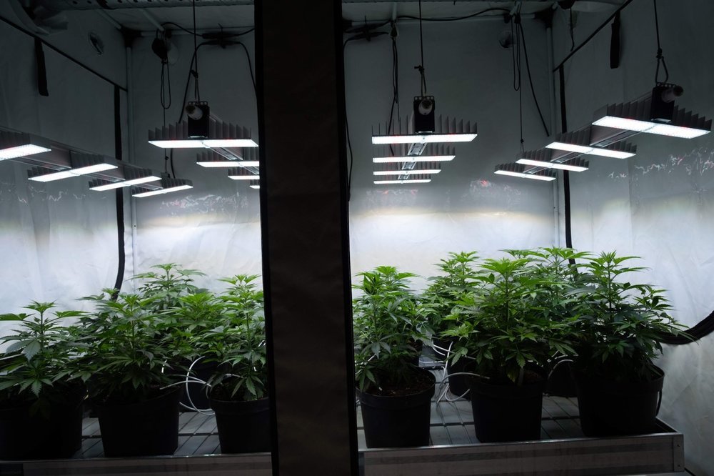5075049_grow-journal-by-sanlightcustom403-x-remedy.thumb.jpg.cc7e6e15c1e481aaf434a25cff4e3feb.jpg