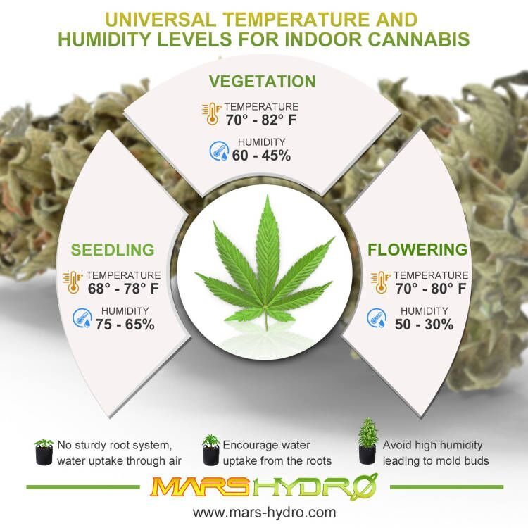 Universal temperature and humidity levels for indoor cannabis.jpg