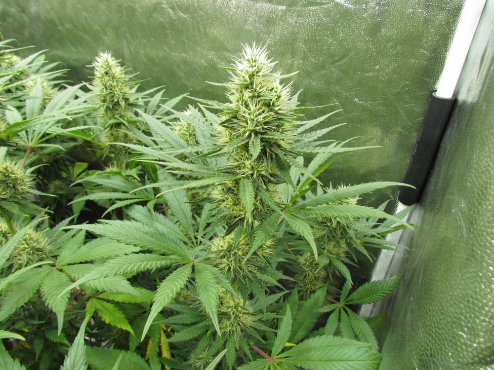 IMG_1637.thumb.JPG.8bbd341a46b334a622c3a729929b9d42.JPG