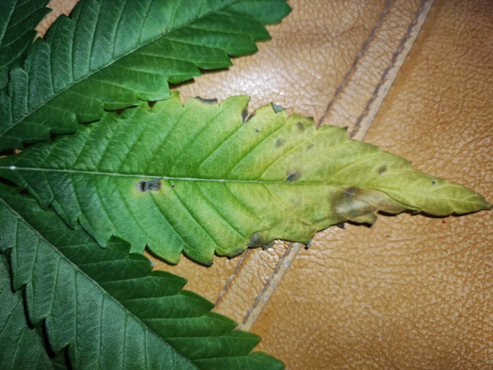 IMG_20220125_175533.jpg