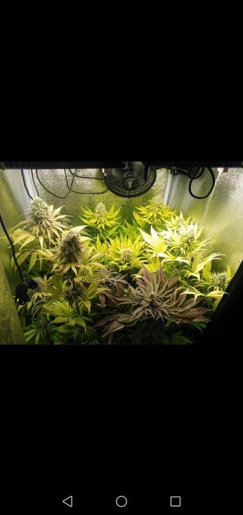 Screenshot_20220112-081620.jpg
