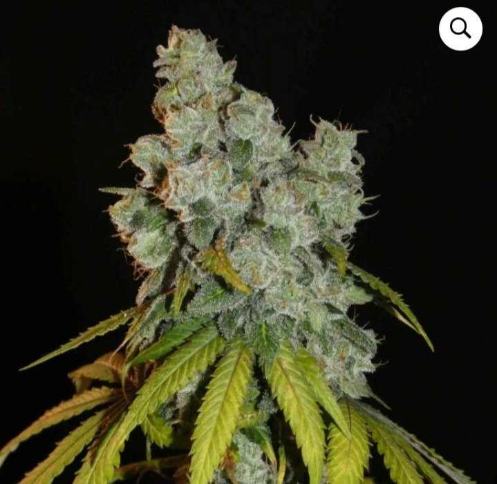 Screenshot_20220125-163154_Chrome.jpg.fd517b03a75075595ddb59b4ffd8a5f1.jpg