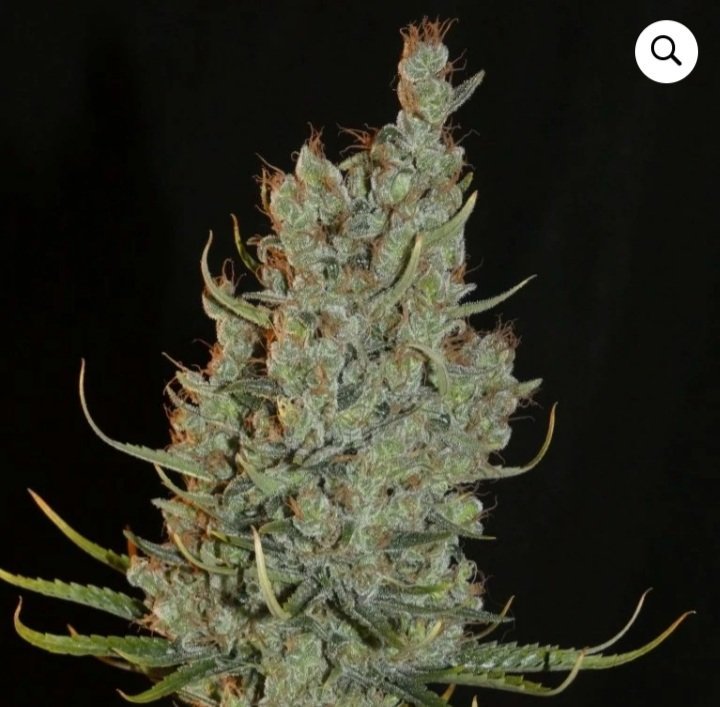 Screenshot_20220125-163200_Chrome.jpg.179257bf8d455aab153350b231895d51.jpg