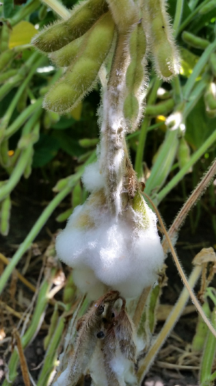 White-Mold-JC-2-316x564-1.png.d037bf48e0485fc54c73b6faacba1bb7.png