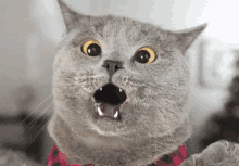 cat-wow.gif.03dff1a67e12bbdb7f0b93ba7d9c5eb4.gif