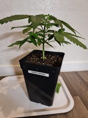 super skunk cro +22 (2).jpg