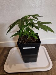 super skunk cro +22 (3).jpg