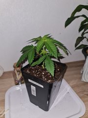 super skunk cro+ 15 (3).jpg