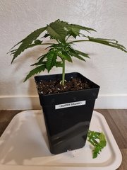 super skunk cro +22 (4).jpg