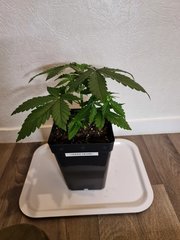 super skunk cro +22 (1).jpg
