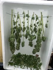 2D42F465-88CA-475C-8457-C156953D8779.jpeg