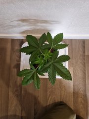 super skunk cro +22 (5).jpg