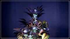 FLO+57 UK Cheese Exodus X (ThinMintXoxXSourberry) 1.JPG