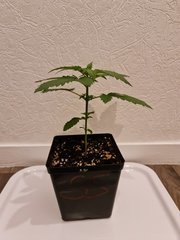 super skunk cro+14 (1).jpg