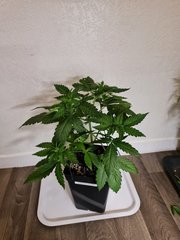 super skunk cro +29 (1).jpg