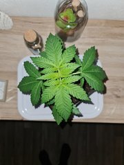 super skunk cro+ 15 (2).jpg