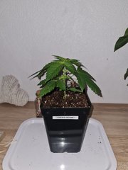 super skunk cro+ 15 (1).jpg