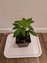 super skunk cro+14 (2).jpg