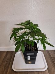super skunk cro +29 (2).jpg