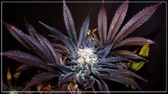 FLO+57 UK Cheese Exodus X (ThinMintXoxXSourberry) 2.JPG