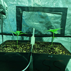 CRITICAL-ET-SUPER-SKUNK-CRO-5.jpg