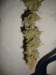 Negra44