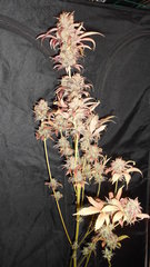 DSCN1856.JPG
