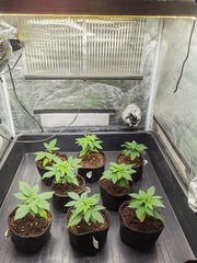 8 Purple Bud en cro