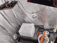 Bouturette hydro et préparation de TCAA