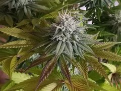 IMG_20220106_205046.jpg