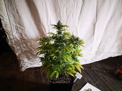 IMG_20220106_210213.jpg