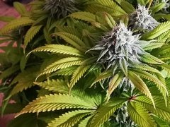 IMG_20220106_210406.jpg