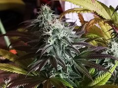 IMG_20220106_211313.jpg