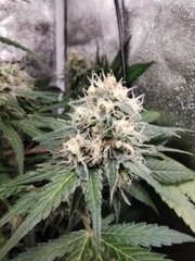 IMG_20220113_190820.jpg