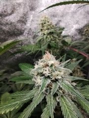 IMG_20220113_190827.jpg