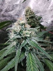 IMG_20220113_220755.jpg