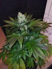 IMG_20220115_225906.jpg