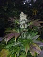 IMG_20220118_183106.jpg