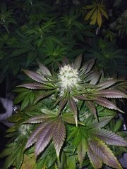 IMG_20220118_183116_1.jpg