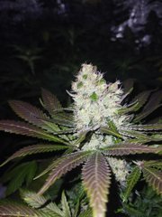 IMG_20220118_183126.jpg