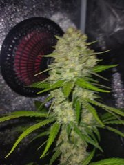 IMG_20220118_183142.jpg