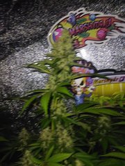 IMG_20220118_183209.jpg