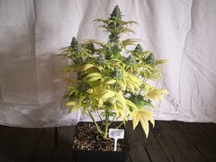 IMG_20220118_195157.jpg