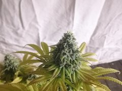 IMG_20220118_195249.jpg