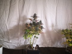IMG_20220118_195514.jpg